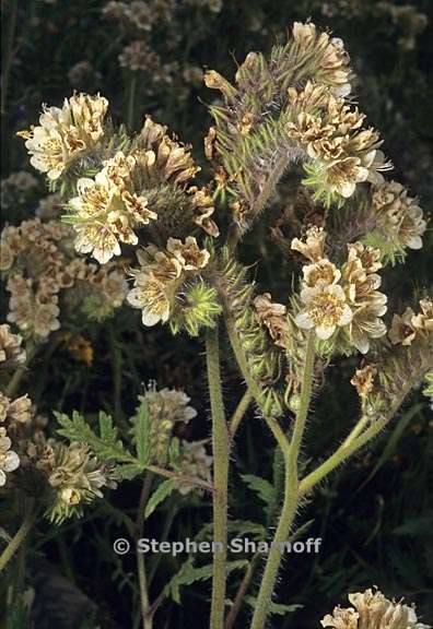 phacelia cicutaria 3 graphic